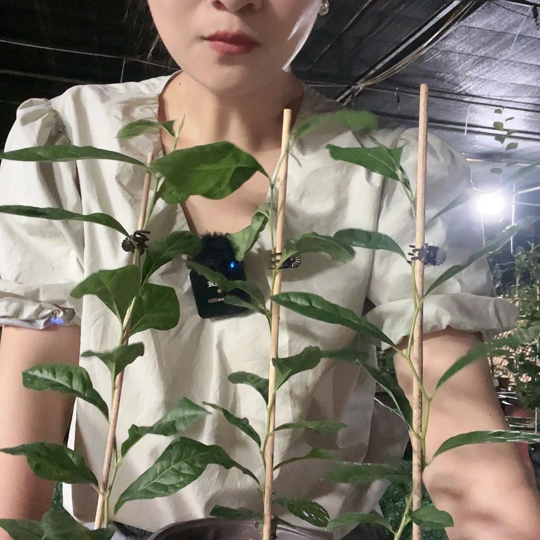 《四季红》品种老鸦柿