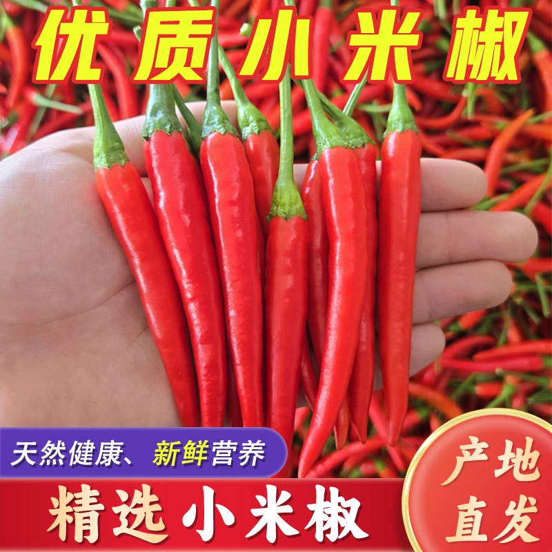 【顺丰包邮】云广小米椒优质新鲜朝天椒特辣泡椒巨辣家庭饭店批发