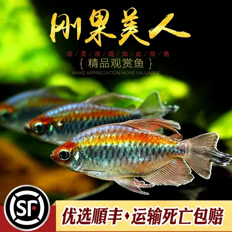小嫚妖刚果美人-观赏鱼【顺丰包邮】