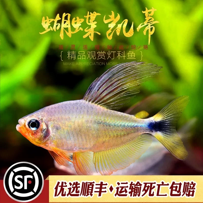 小嫚妖蝴蝶凯蒂-观赏鱼【顺丰包邮】