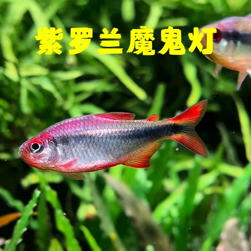 小嫚妖紫罗兰魔鬼-观赏鱼【顺丰包邮】