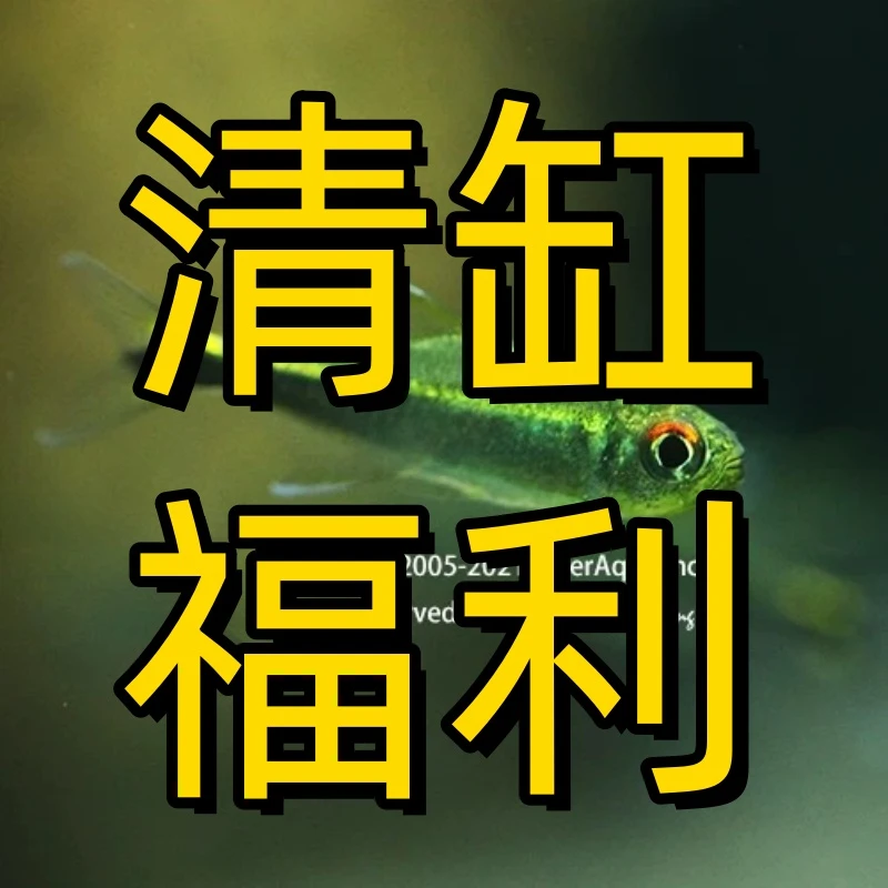 小嫚妖清缸福利-观赏鱼-顺丰包邮