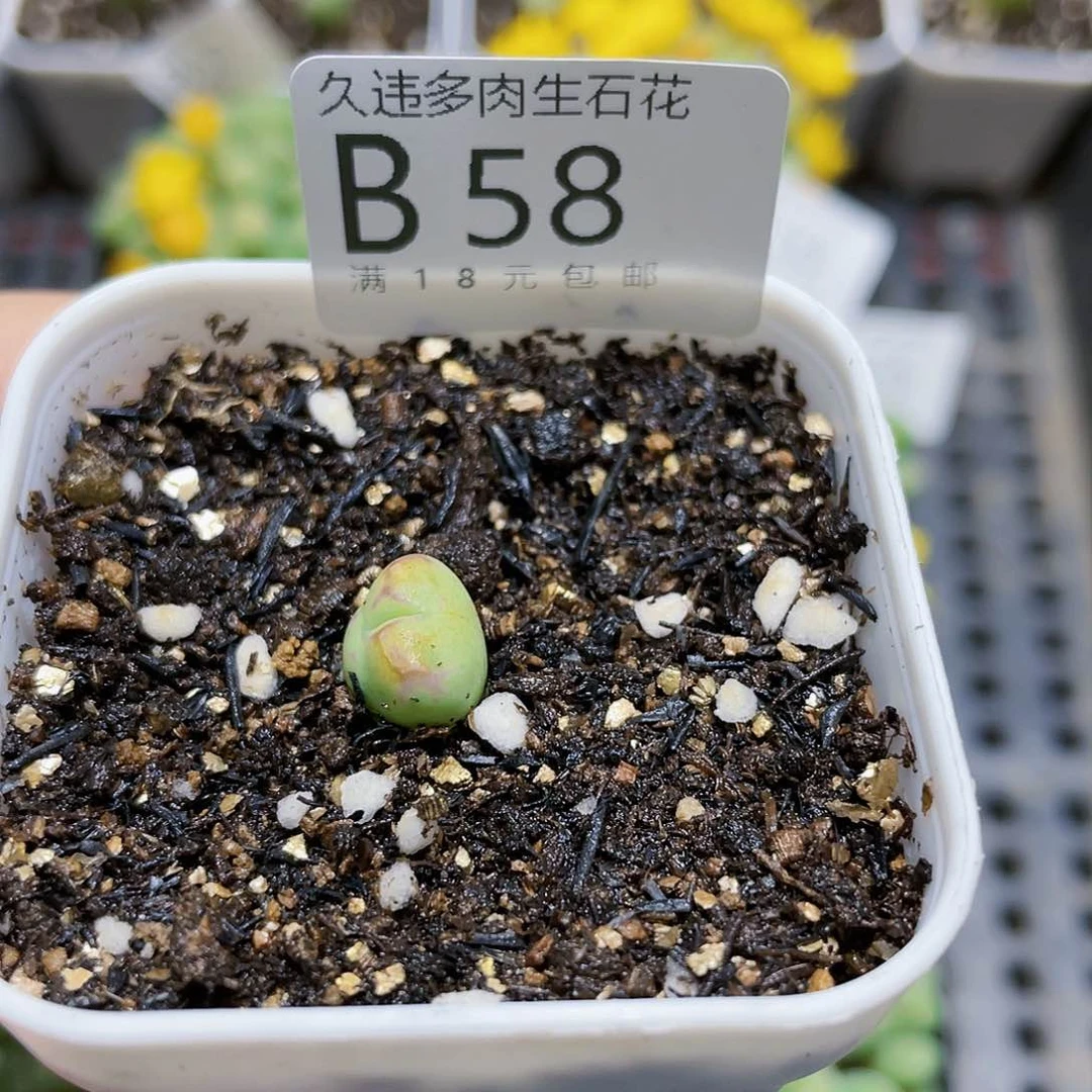 卓*念B58……………………………………………………