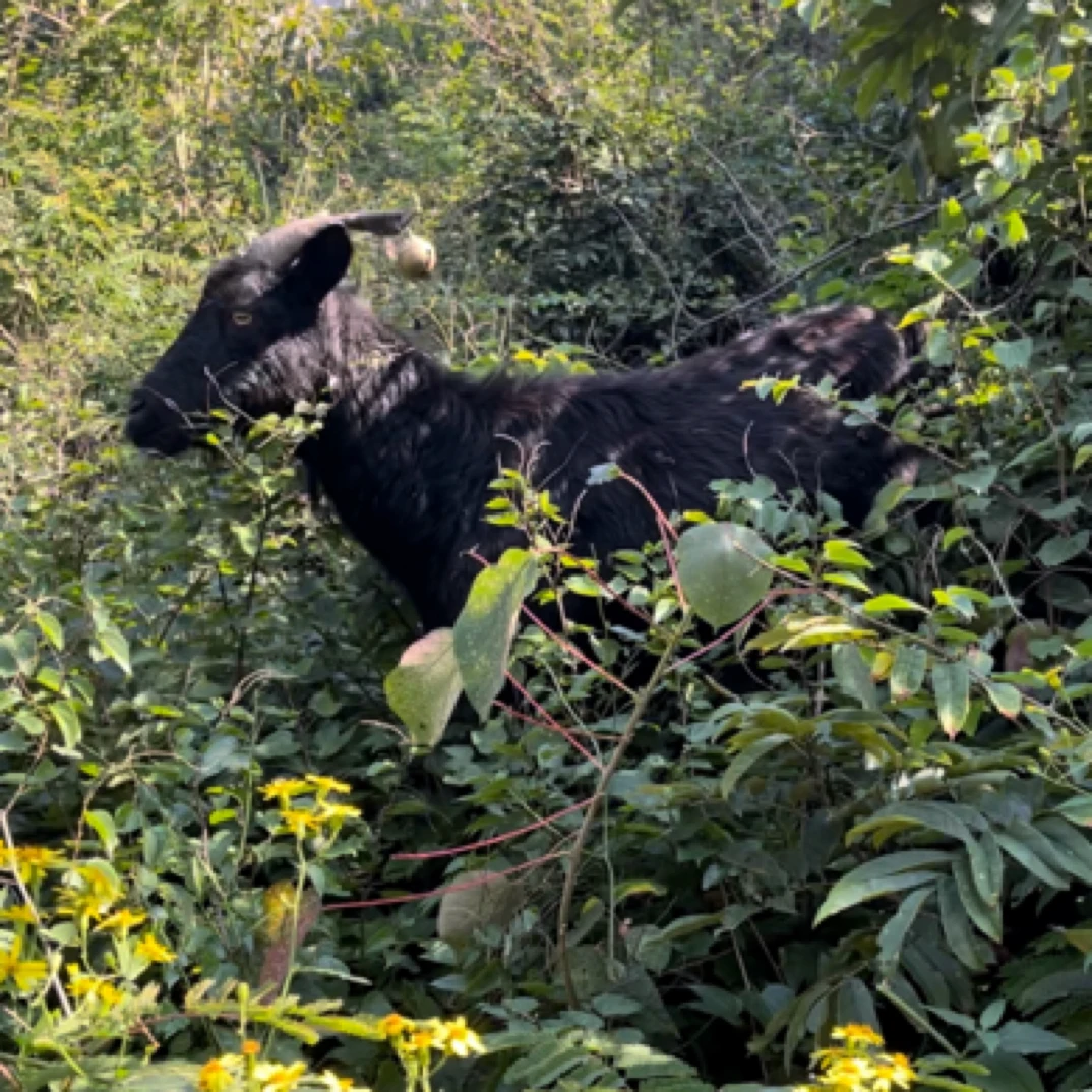 【羊头羊脚羊肚】桂林生态散养散放跑山羊吃百草山羊《直播间改价》