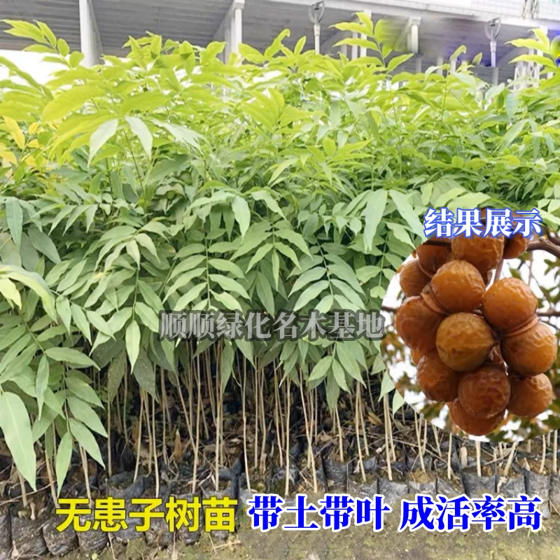 5棵送1棵 无患子树苗 洗手果 名贵耐寒 庭院盆栽地栽 带土带叶