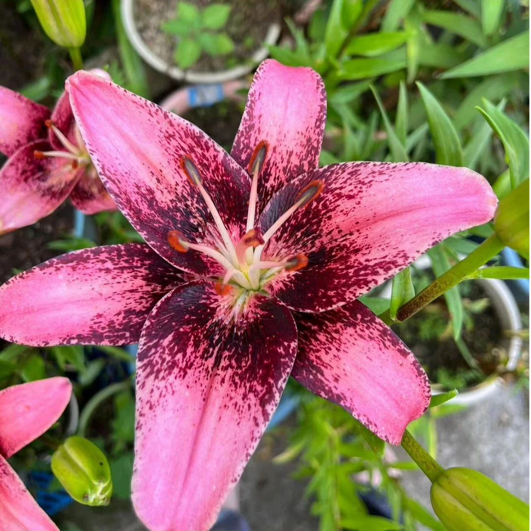 四季可种1颗【紫梦】18/20庭院阳台百合种球