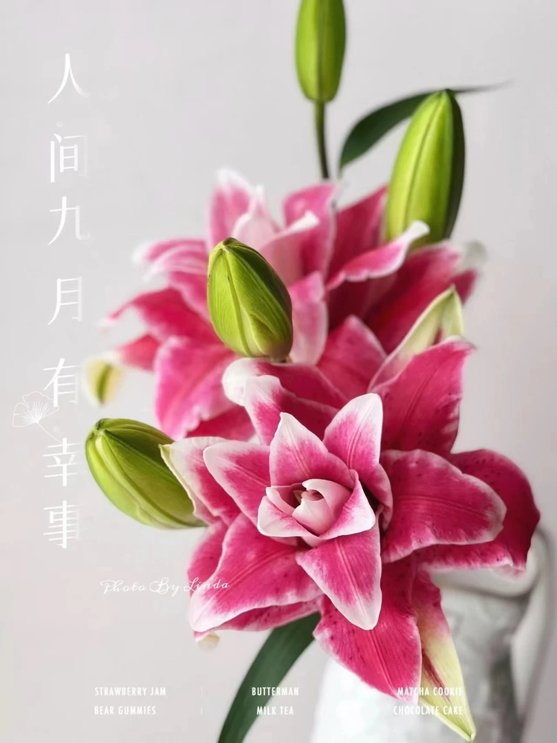 四季可种1颗【迪奥】15/17庭院阳台重瓣香水百合种球