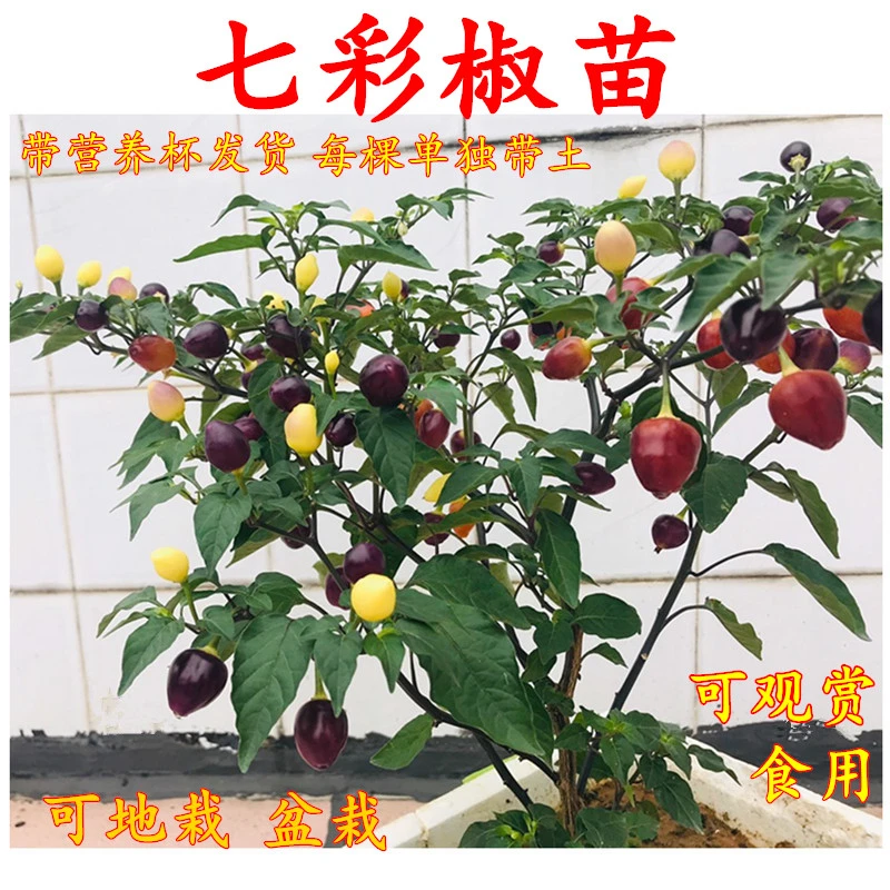 广西七彩椒苗五彩辣椒苗朝天泡椒苗四季带土鲜活小苗盆栽绿植庭院