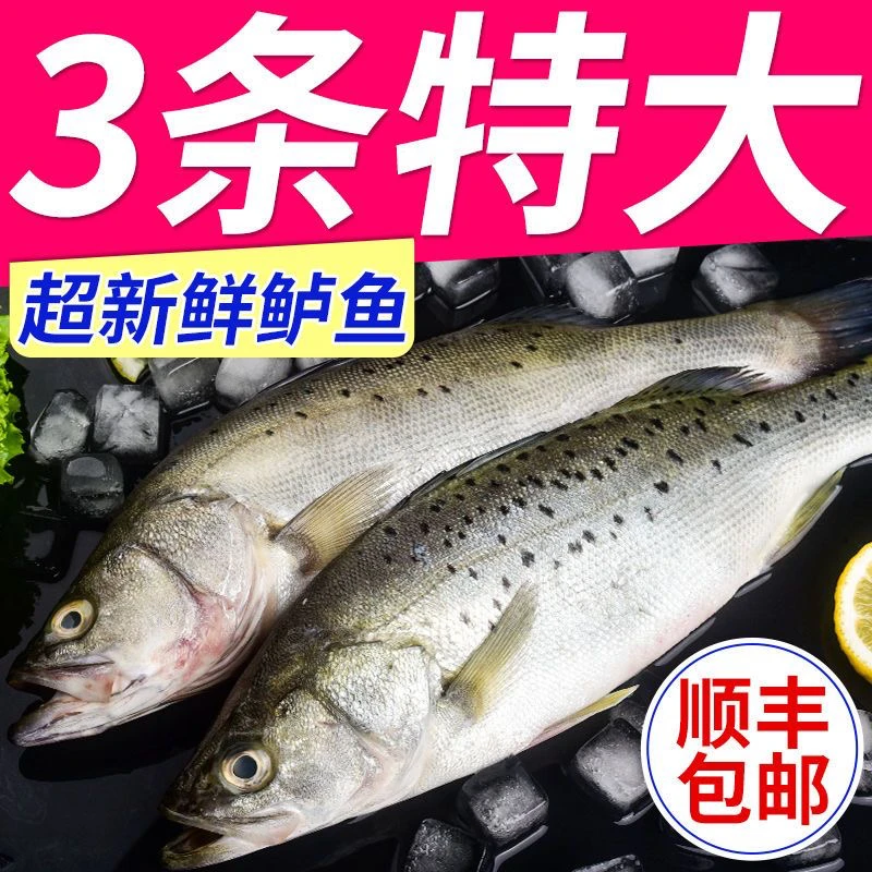 深海鲈鱼4斤3条左右顺丰发货