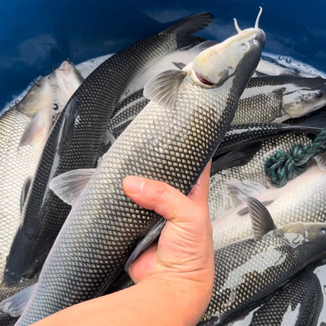 【正品保证】大尺寸优质银鳕鱼淡水养殖亮鲃大鳞鲃大型水族活体鱼