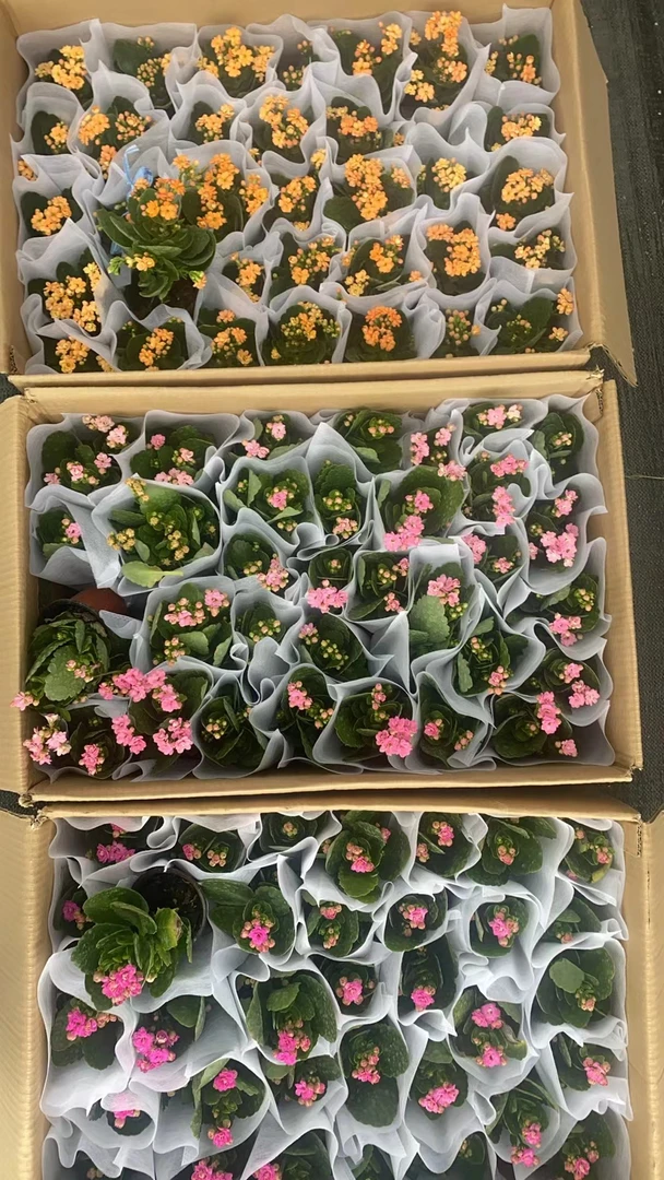 1--浮力 【橙+粉+紫】9cm盆花  可扦插