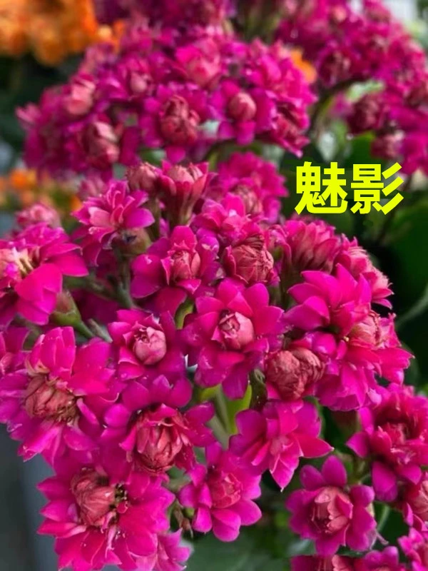 【魅影】直径11cm盆