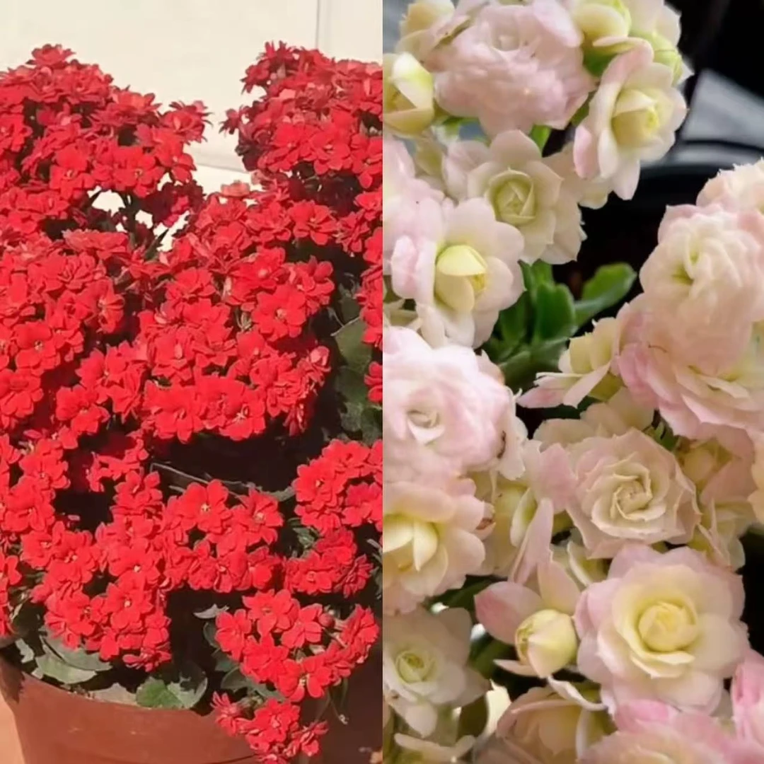 红宝石+钻石2盆直径11cm盆