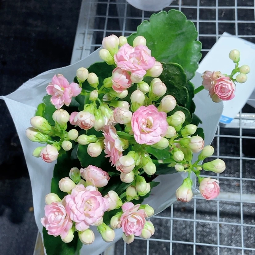 玉芙蓉 11cm盆重瓣长寿花