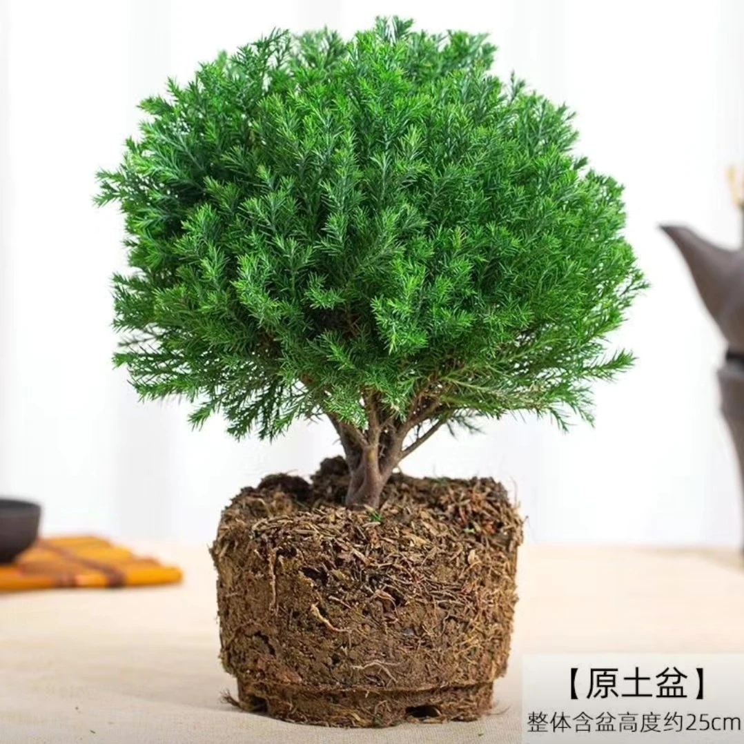 雾松盆栽盆景绿植花雾凇内客厅室外办公室桌面四季常青微观植物