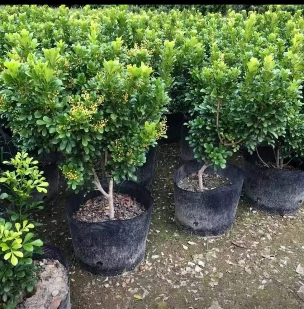 香水米兰花盆栽花卉植物四季开花室内室外浓香好养老桩盆景绿植