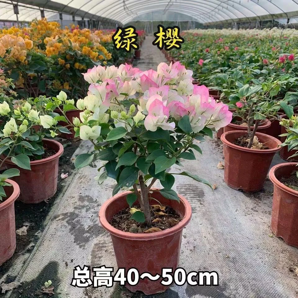 三角梅绿樱  四季勤花庭院阳台绿植花卉（基地塑料盆不包损）