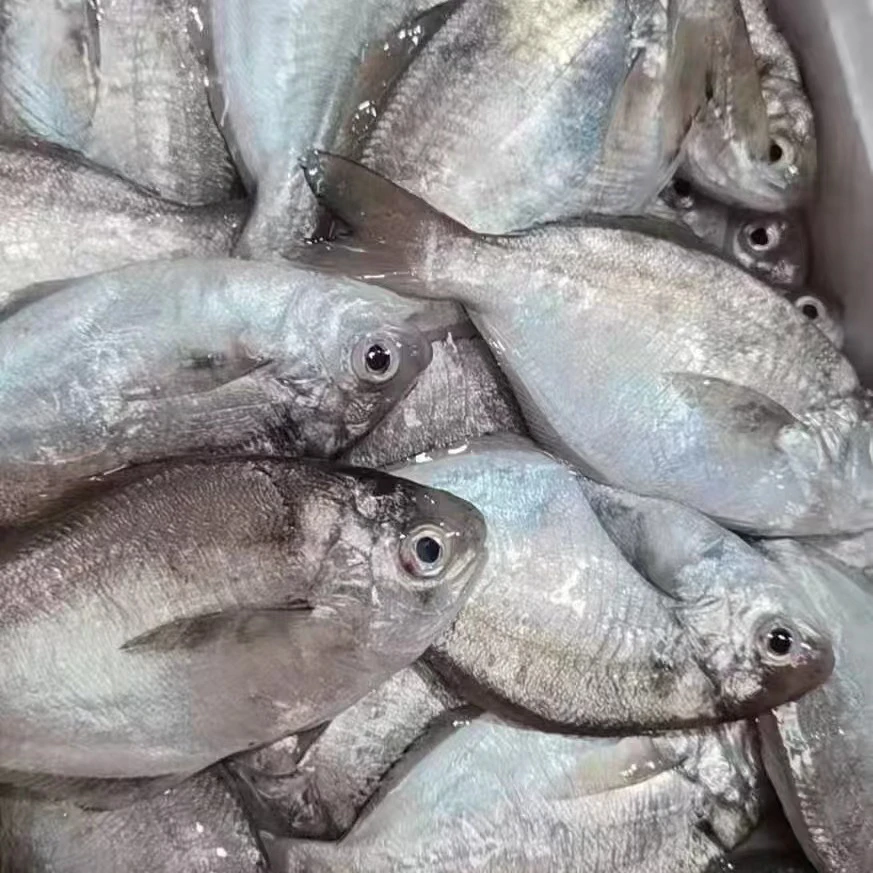 汕尾本港捕捞纯野生《小眼南昌肉质鱼》顺丰冷链发货