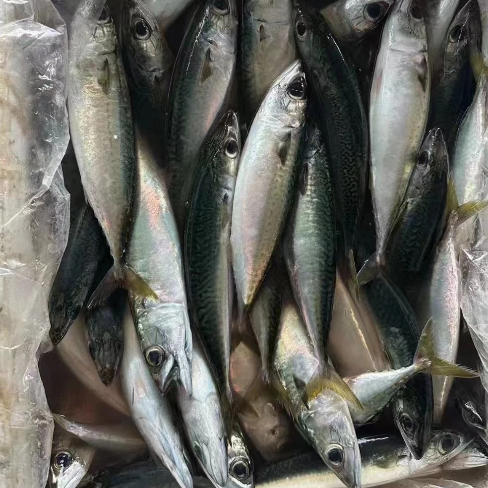 广东汕尾本港新鲜照灯浅海《花仙鱼》