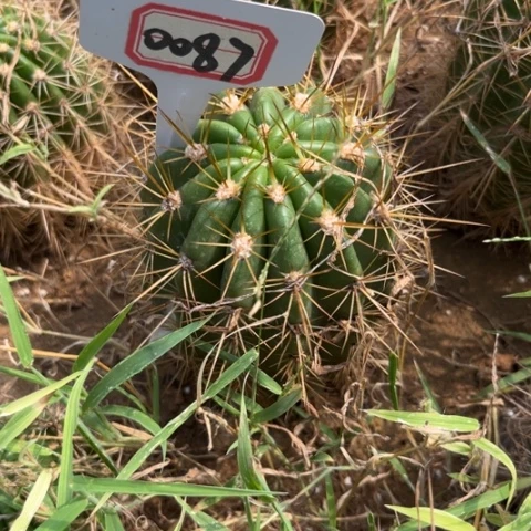 ?****30087。毛花柱达家提