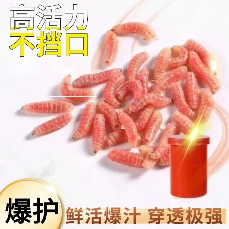 活饵蛆虫通用鲫鱼白条黑坑野钓鱼饵料红蛆鲜活蛆虫子石斑饵料溪流