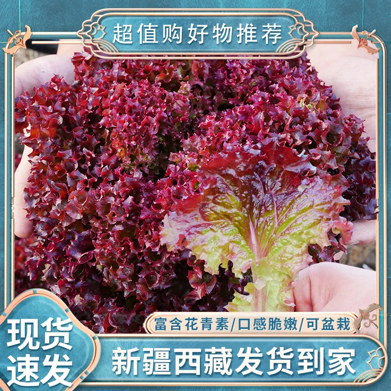 【新疆西藏包邮】可盆栽罗莎紫叶生菜种子紫色生菜籽四季庭院种孑