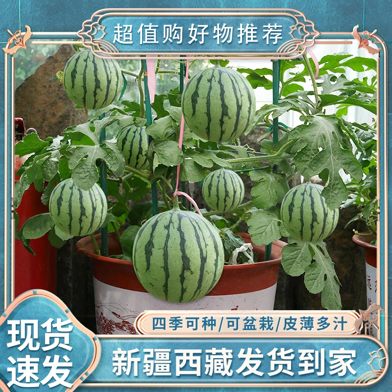 【3袋100粒丨新疆西藏包邮】盆栽小西瓜种子早熟西瓜种籽孑四季