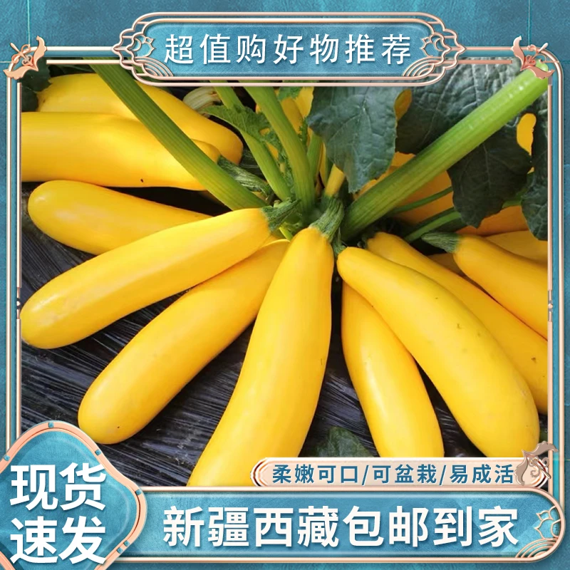 【新疆西藏包邮】盆栽香蕉西葫芦种子黄金皮香蕉瓜种籽阳台四季蔬菜