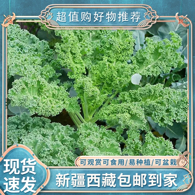 【2袋丨新疆西藏包邮】盆栽羽衣甘蓝种子羽叶甘蓝种籽孑耐寒四季