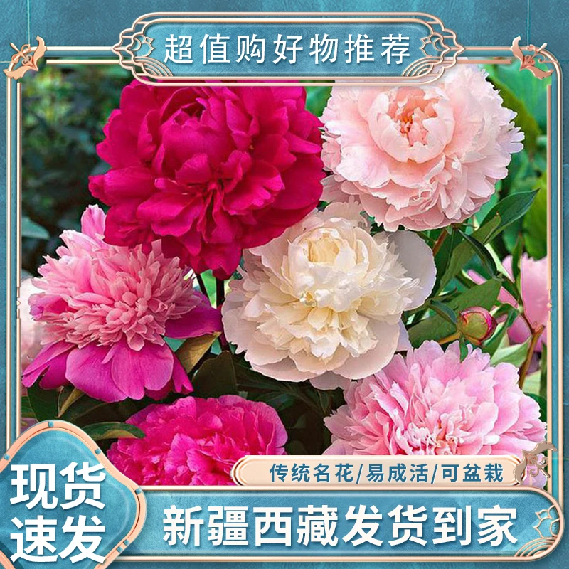 【50粒丨新疆西藏包邮】芍药花种子重瓣可盆栽四季开花种子阳台庭院