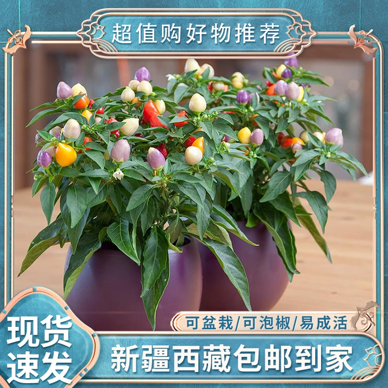 【新疆西藏包邮】盆栽五彩小米椒泡椒可观赏辣椒种籽四季朝天椒种子