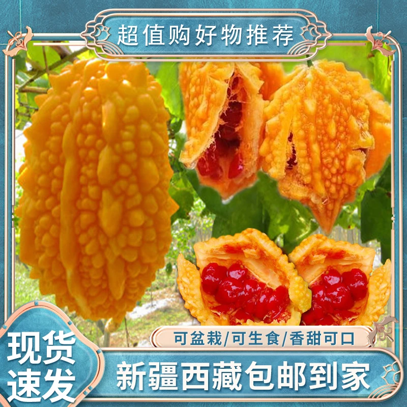 【2袋20粒丨新疆包邮】可盆栽小濑瓜种子赖葡萄金铃子癞瓜黄金苦瓜