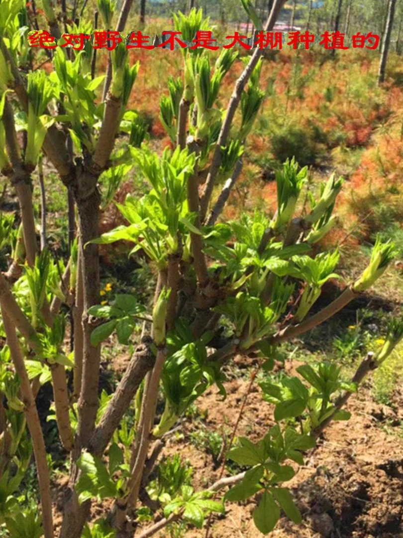 孙秀灵新鲜刺五加菜1斤东北山野菜刺果棒刺柺棒蘸酱菜