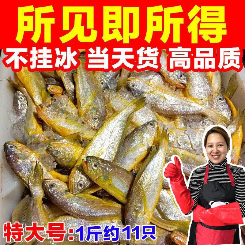 小黄鱼【约10-12只/斤】新鲜野生小黄花鱼黄大头海鲜水产鲜活鱼