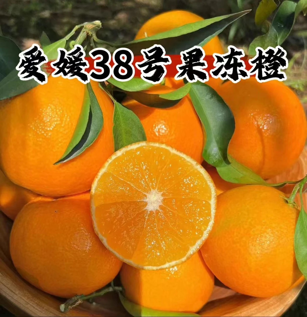 【现摘现发】正宗四川爱媛38号果冻橙子应季新鲜水果整箱薄皮柑橘YY
