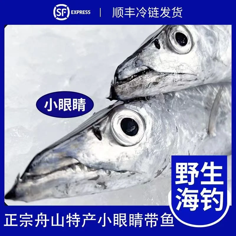 4斤刚到的5两左右/条舟山新鲜东海野生鹰钩嘴小眼睛带鱼肉质鲜嫩