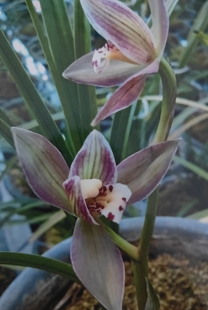 绿植直播间（一拍一物）