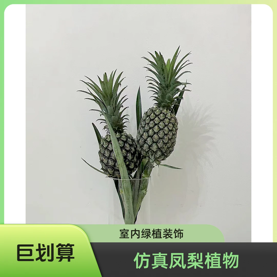 【菠萝鲜花】观赏鲜切花菠萝花卉办公室装饰家庭插花