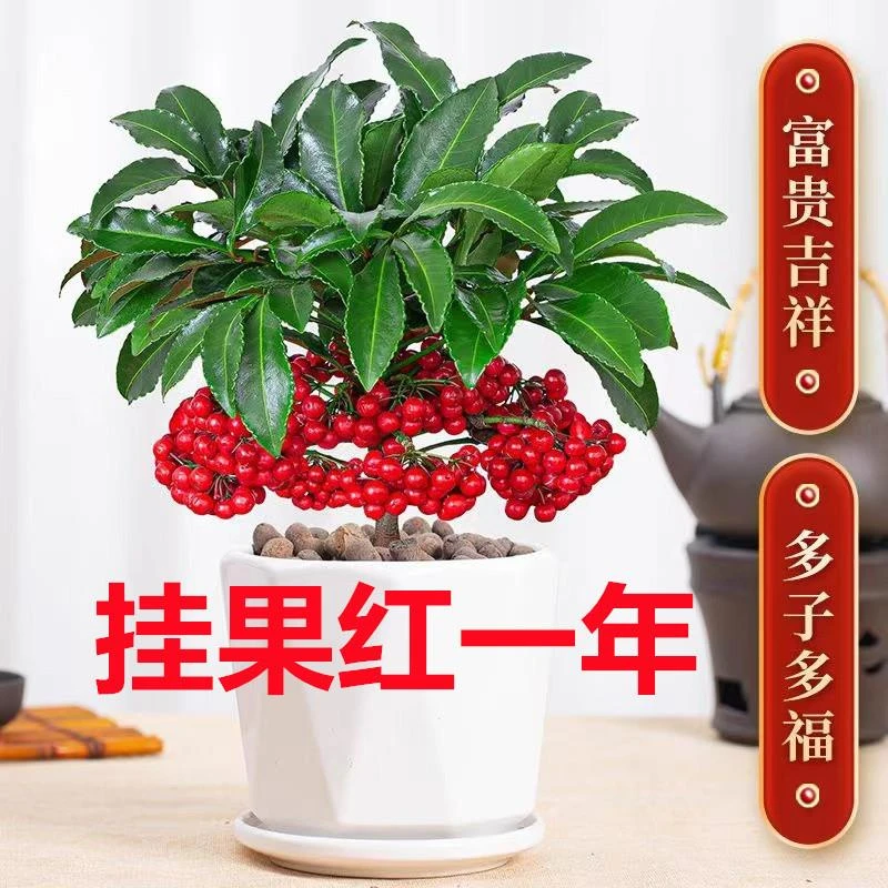 富贵籽带果盆栽客厅招财阳台常绿开花植物富贵子吸甲醛耐阴绿植阳