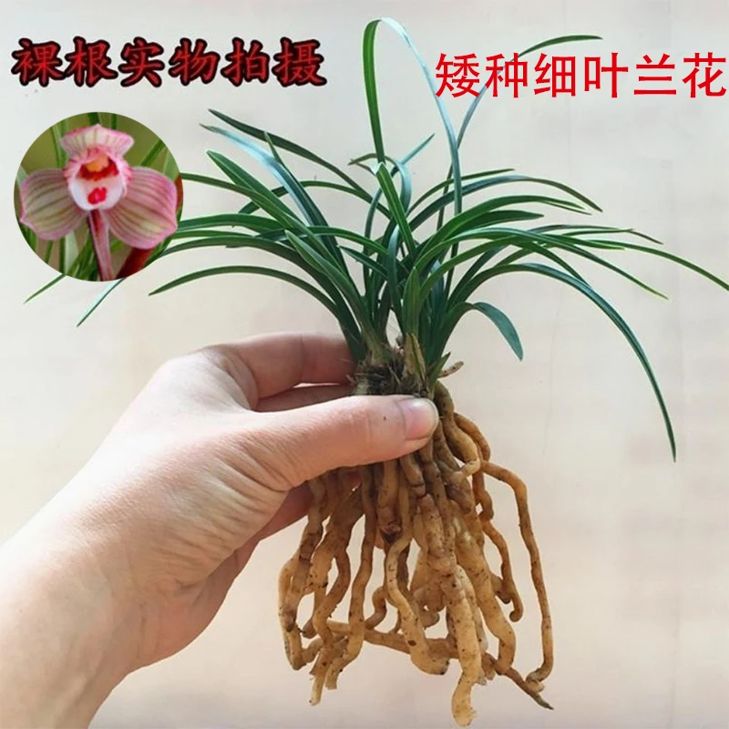 细叶兰花浓香型矮种花卉客厅寒兰春兰建兰蕙兰绿植盆栽养不死兰花