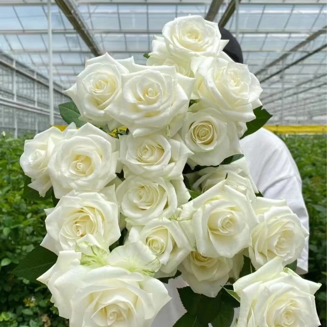 20支骄傲单头玫瑰 云南基地直发10%不售后