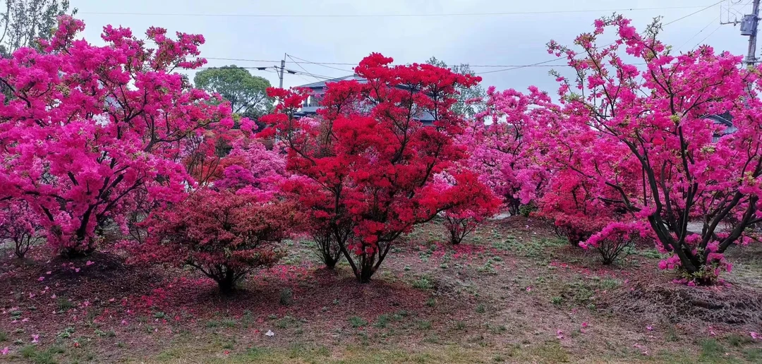 先花后叶品种的映山红