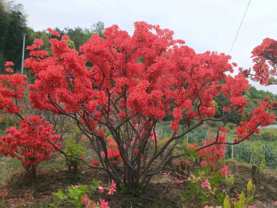 先花后叶品种的映山红