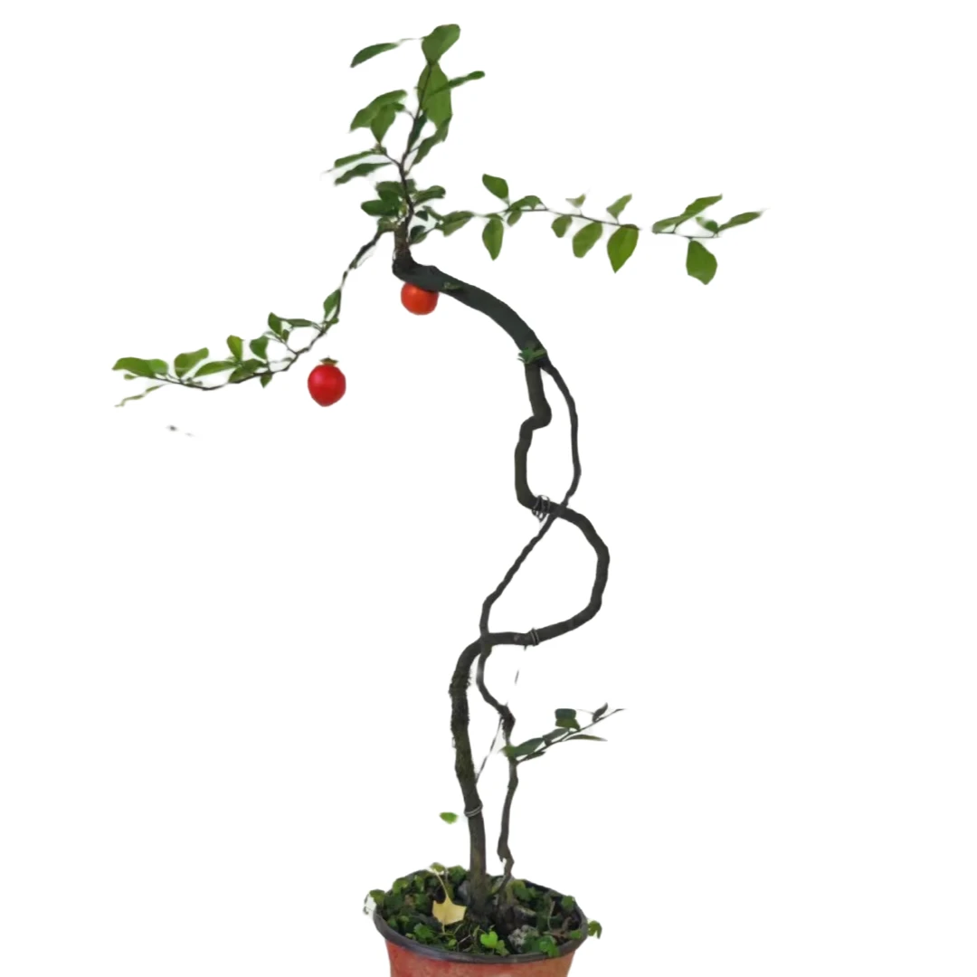 王小胖金弹子直播间瓶兰花高端盆景截图下单绿植花卉包邮