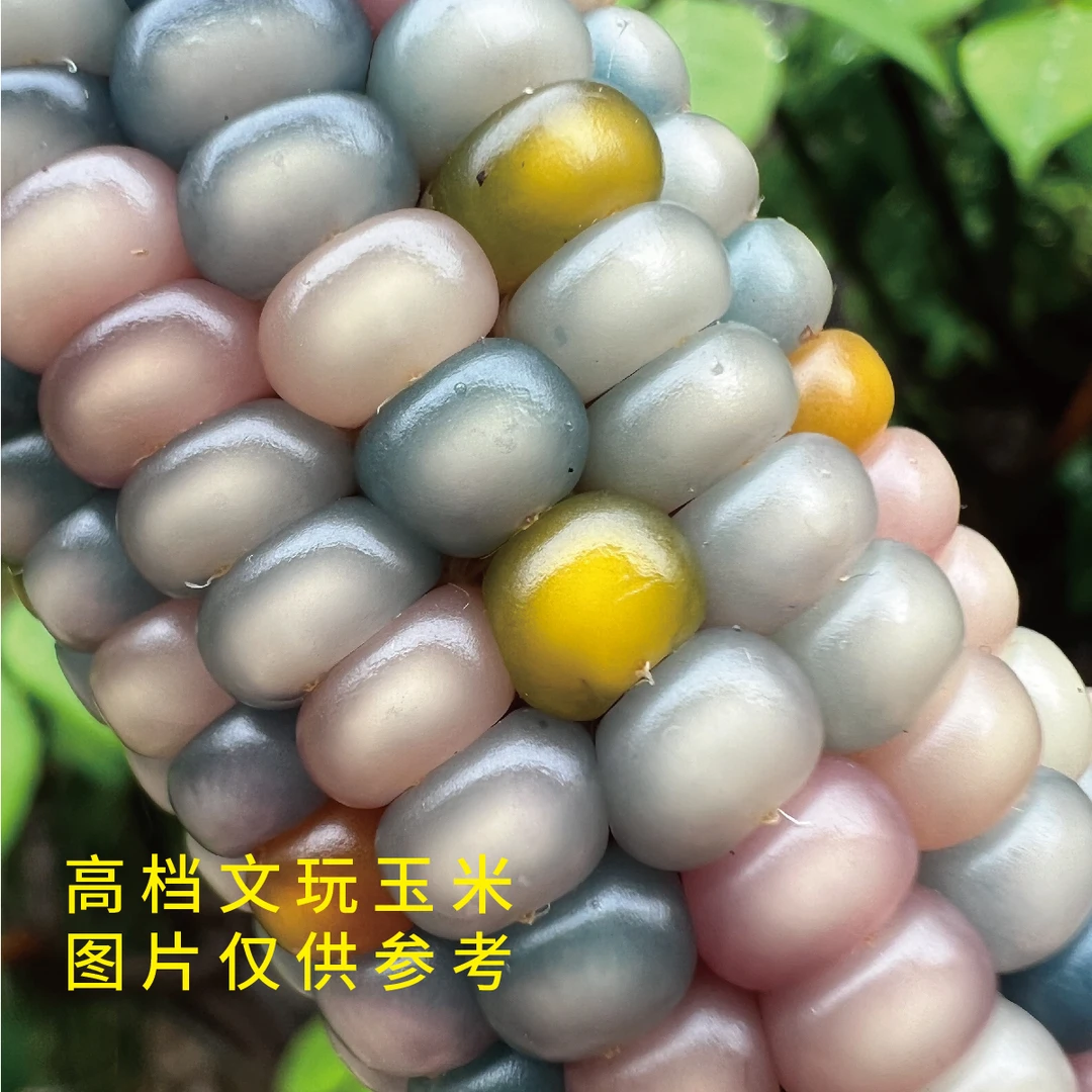 愚哥文玩玉米直播链接 挂饰小玉米 手工创意礼品 手把件 车挂件