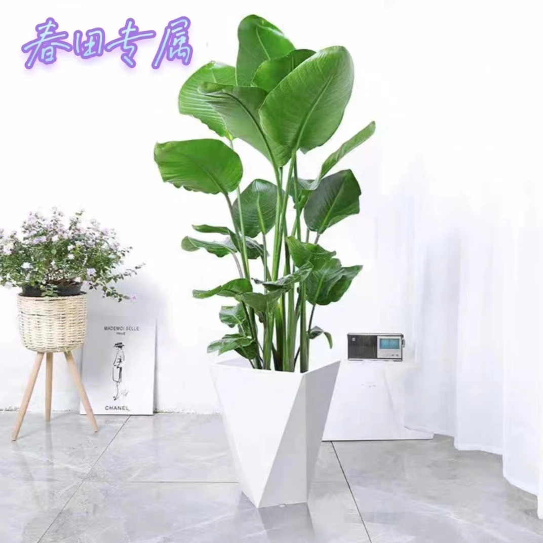 【平思花漾】81-90cm天堂鸟室内绿色鹤望兰庭院美观好养净化空气