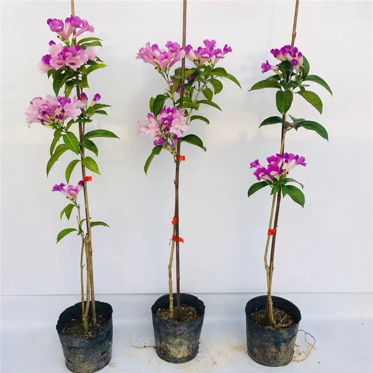 蒜香藤花紫铃藤 藤本植物 奇特爬藤花苗 庭院盆栽开花会变色植物