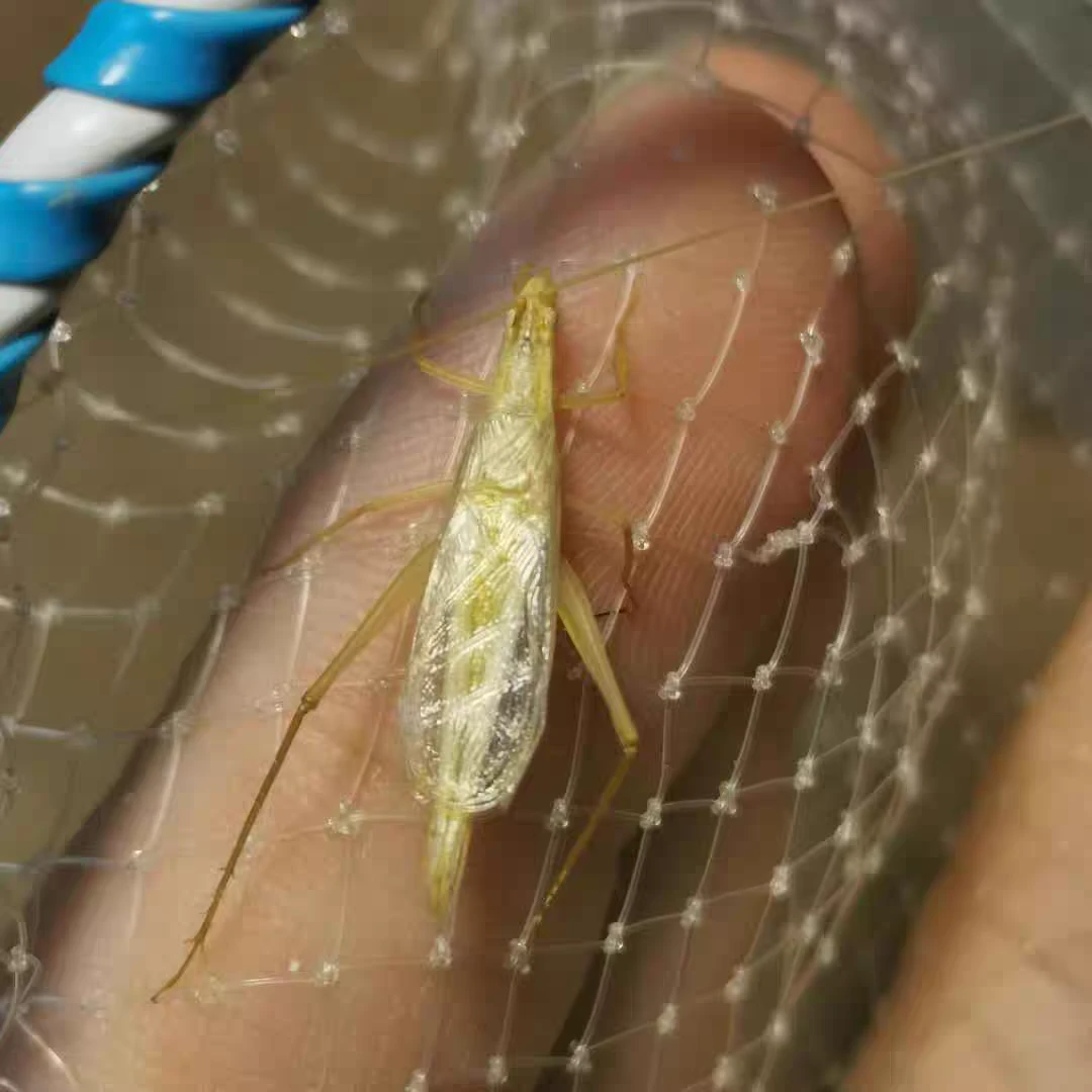竹蛉蟋蟀科昆虫鸣虫活体（签收12小时内提供开箱视频超时不负责）
