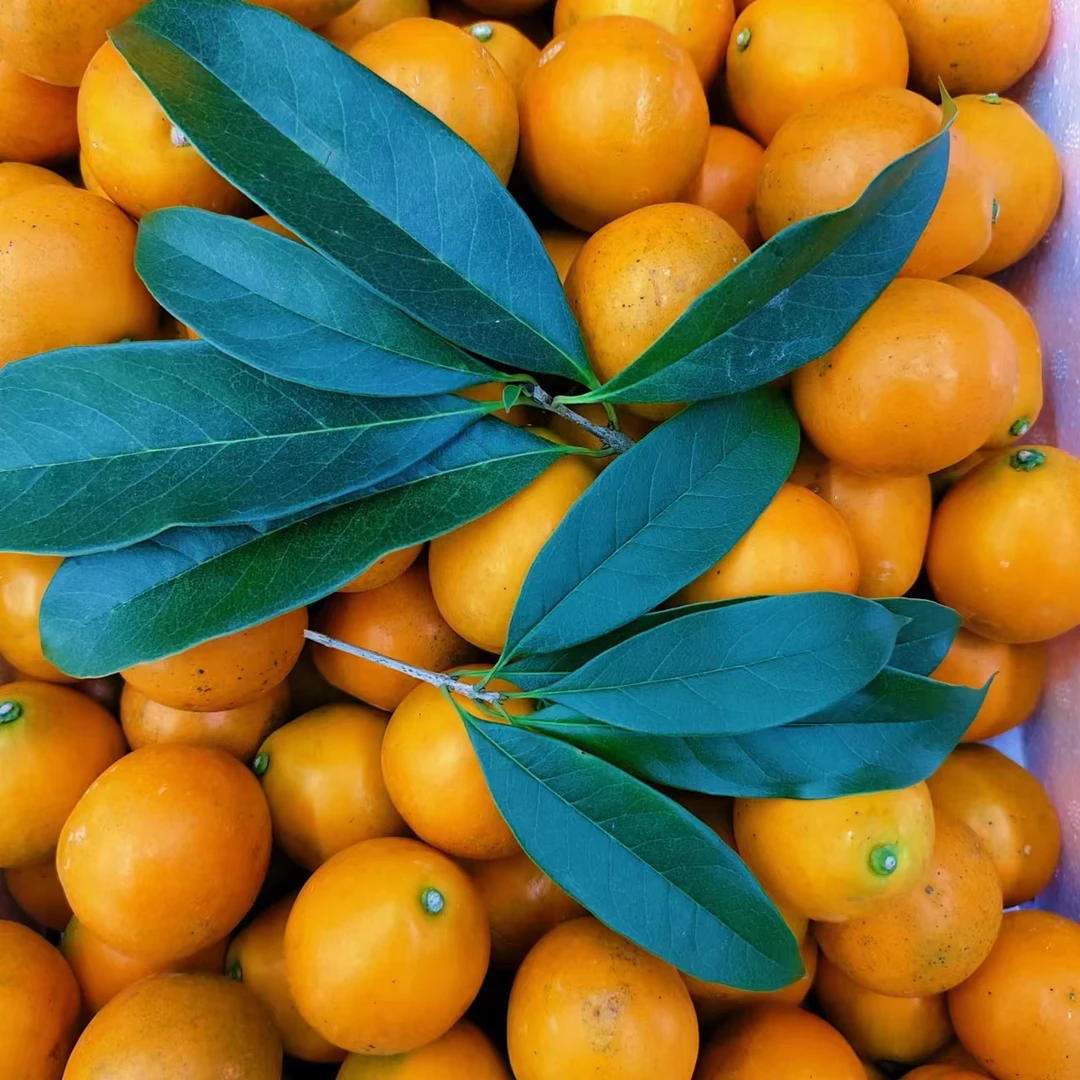广西蜜金宝500克
