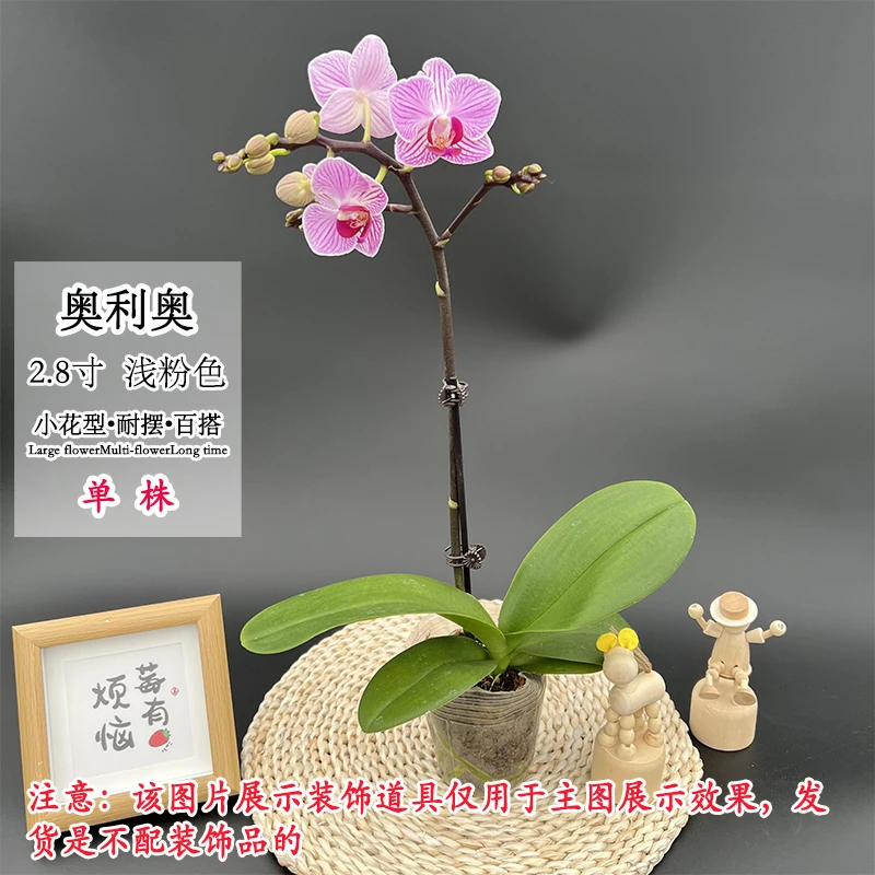 【奥利奥单剑】新品鲜艳百搭蝴蝶兰小花型室内桌面好养绿植花卉